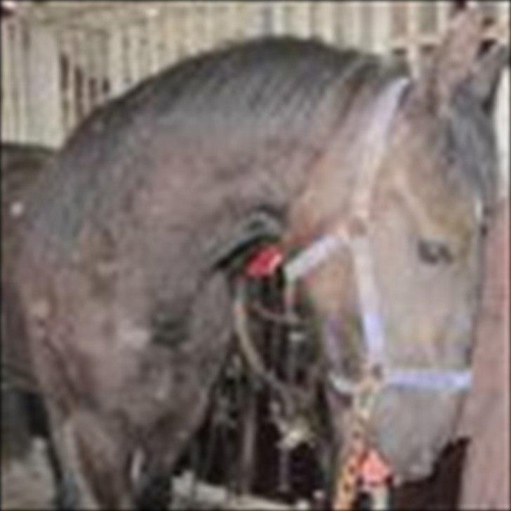 Barockpferd Felina Solgt - Jeg bliver altså genert  billede 6