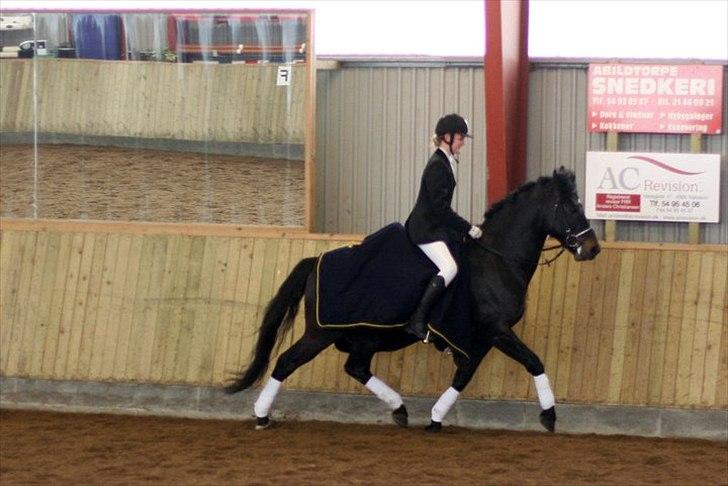 New Forest Vestergaards Zeus ALVS HINGST - Æresrunde i LC3 1. plads billede 11