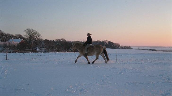 Fjordhest Juma RIP d.8/3-11 - Sidste tur på min bedste ven:´( billede 20