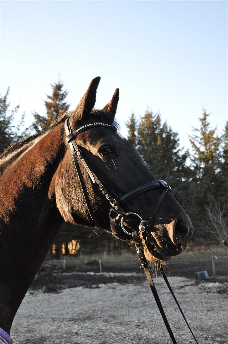 Oldenborg Cassiopeia (TUT) - På gåtur rundt om skolen!  Foto: www.lvh-foto.dk billede 9
