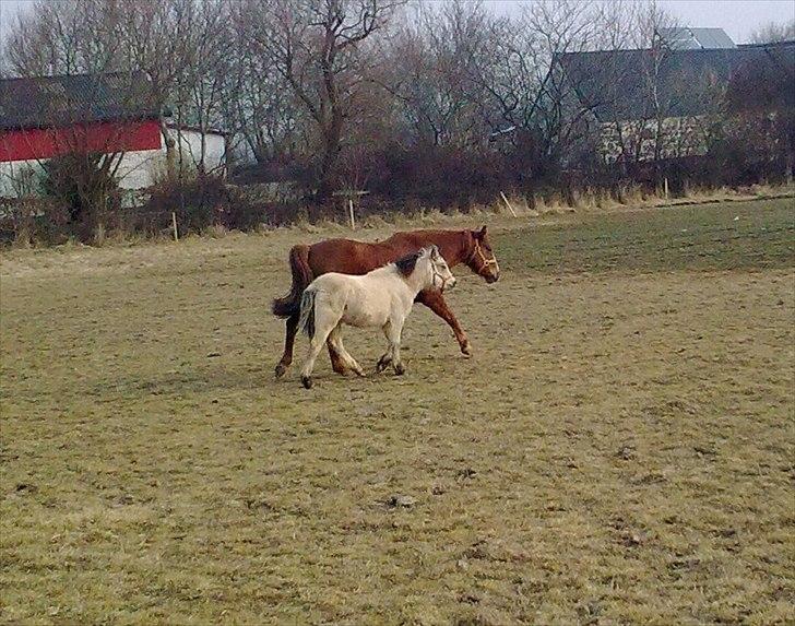 Welsh Mountain (sec A) Dynamite Barbie Girl billede 9