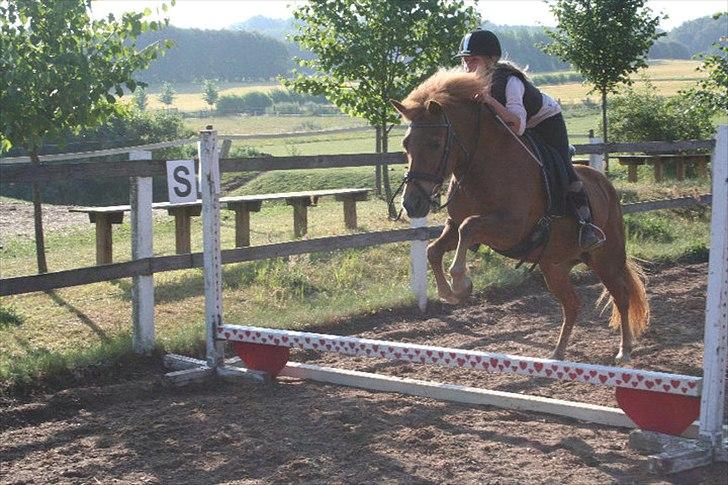Islænder Siggin a Hvolbæk <3 - hun springer højt ikk :) <3 dejlig pige <3  billede 2