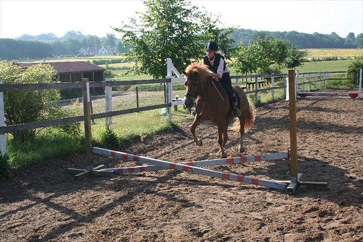 Islænder Siggin a Hvolbæk <3 - kan man sige andet end: nurh <3 billede 3