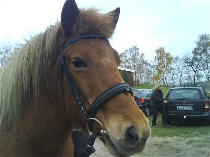 Islænder Siggin a Hvolbæk <3 - nurh <3 billede 4