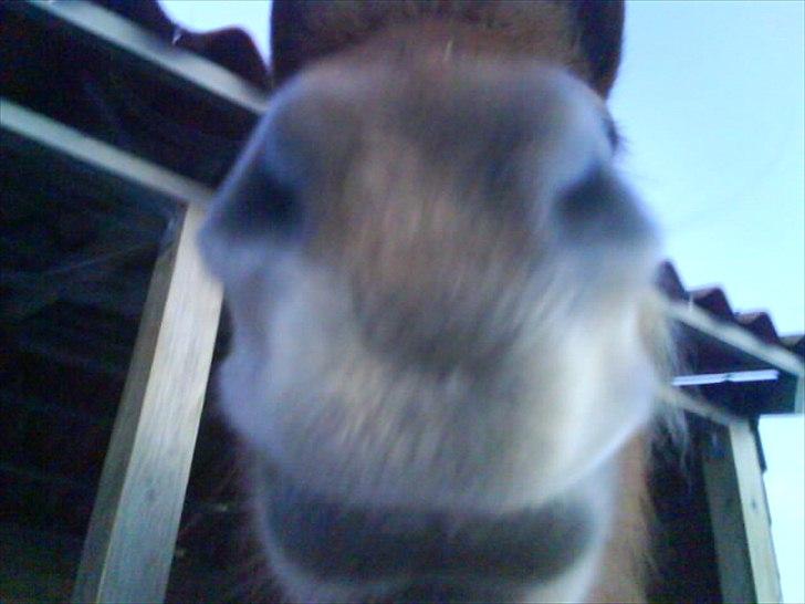 Islænder Siggin a Hvolbæk <3 - lille nuttet mule <3 billede 6