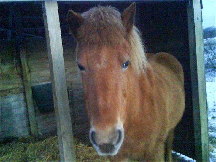 Islænder Siggin a Hvolbæk <3 - søde pige <3 billede 7