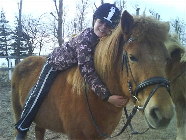 Islænder Siggin a Hvolbæk <3 - elsker dig <3 billede 8