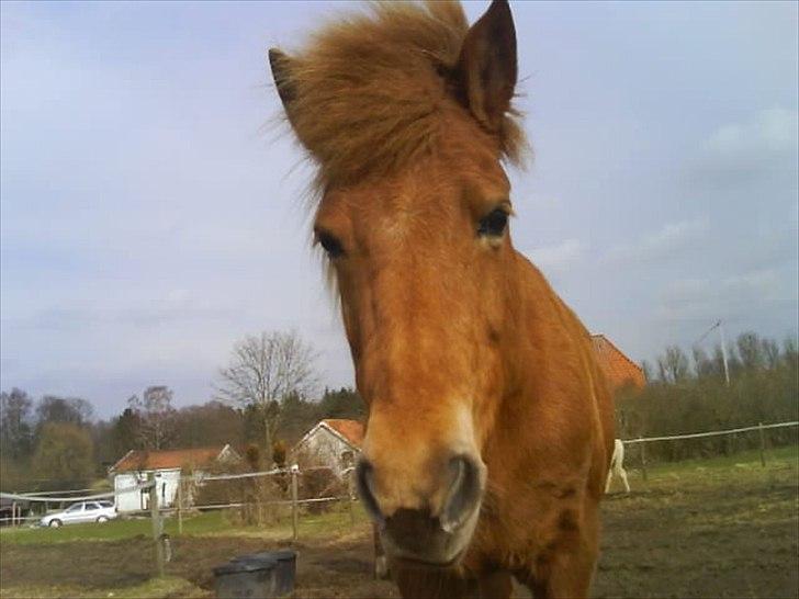 Islænder Siggin a Hvolbæk <3 - kært <3 <3 billede 9