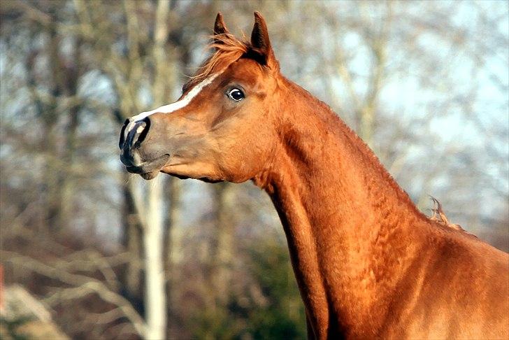 Arabisk fuldblod (OX) DY Shahlia - Shahlia, 2½ år, 8. marts 2011. Foto: Mig billede 11