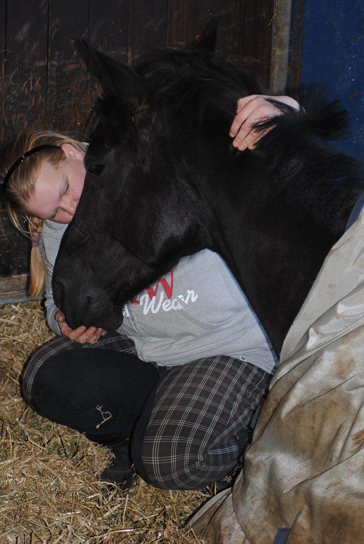 Holstener Lupin - Gik ind til hende da hun lå og sov, elsker den hest så meget <3 Der kommer flere billeder ind senere, da jeg lige skal tage lidt mere forskellige af hende! - Fotograf - Laura Brorson Jensen billede 18