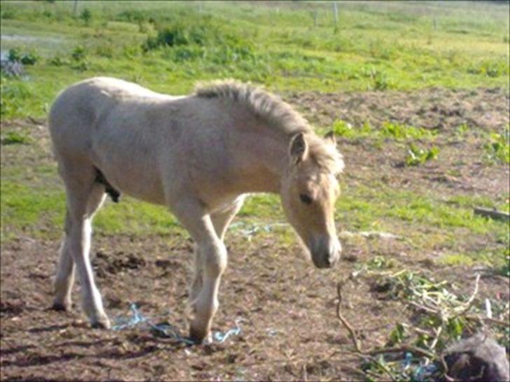 Anden særlig race Cody billede 12