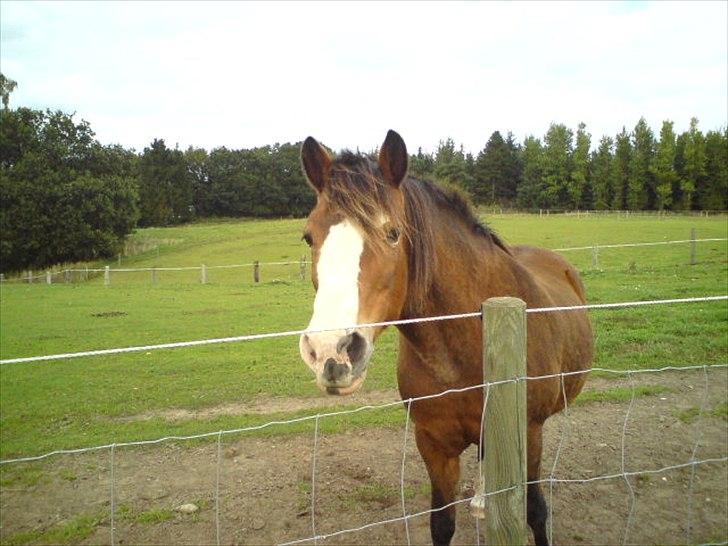 DSP Bibsen <3 - hun er så kær <3  billede 2