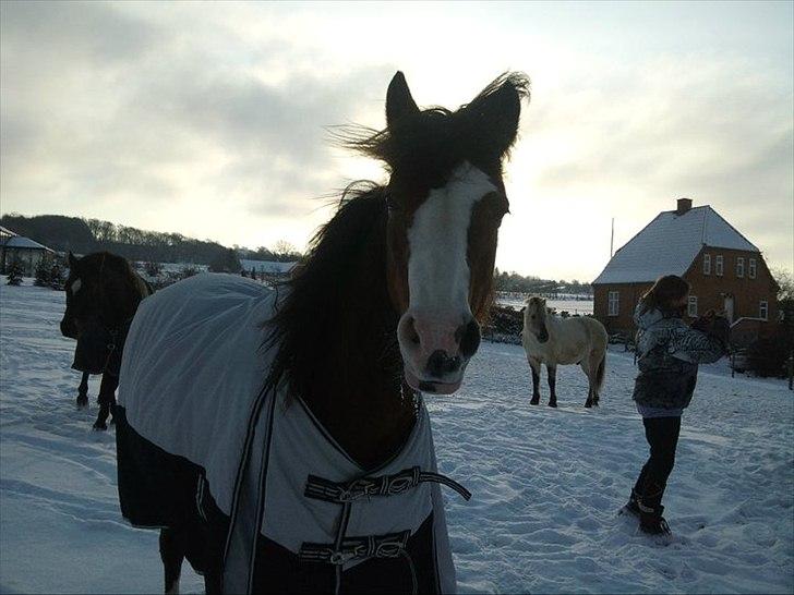 DSP Bibsen <3 - vind i håret <3 billede 3