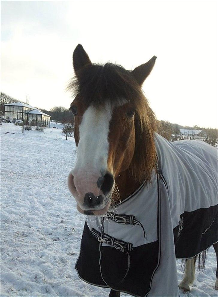 DSP Bibsen <3 - kan man andet end at sige: nurh <3 billede 4