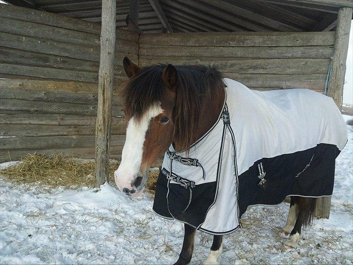 DSP Bibsen <3 - <3 <3 <3 <3 <3 <3  billede 5