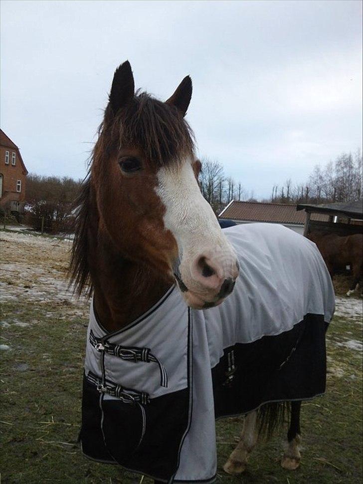 DSP Bibsen <3 - smukke pigebarn <3 billede 6