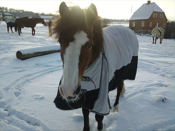 DSP Bibsen <3 - så smuk som en sol <3 :* billede 7