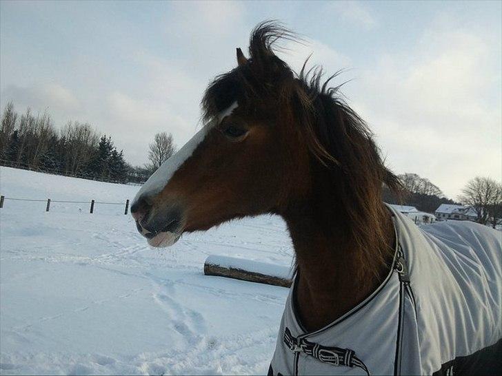 DSP Bibsen <3 - læk læk lækker <3 billede 8