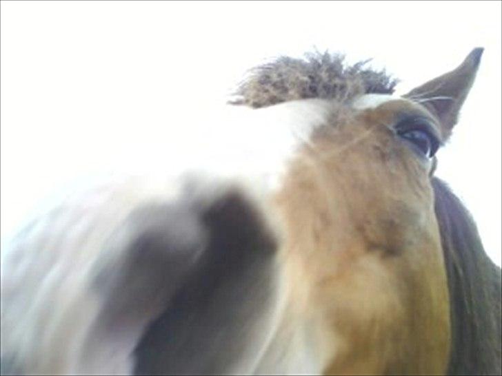 DSP Bibsen <3 - sødeste lille mulle <3 den er sååååå blød! billede 9