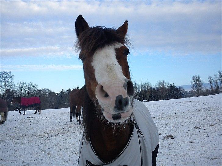 DSP Bibsen <3 - tigge røv ;) billede 10