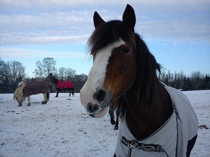 DSP Bibsen <3 - jamen hun er så fiiin <3 billede 11