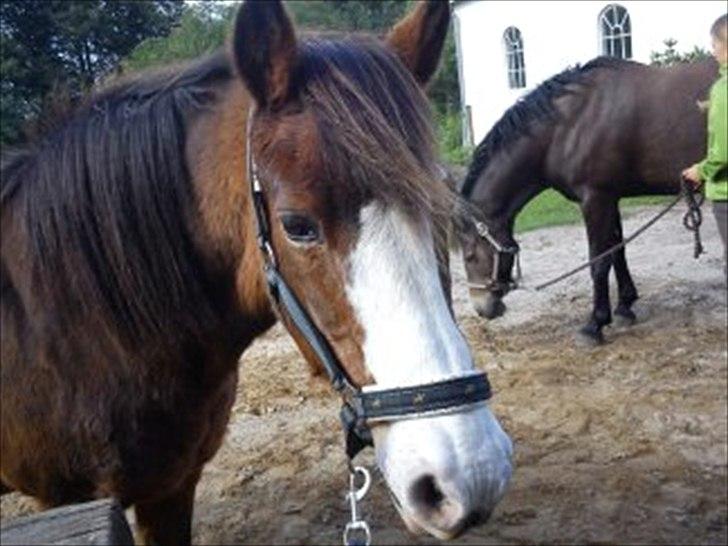 DSP Bibsen <3 - det var godt nok en go dag ;) billede 12