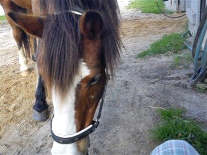 DSP Bibsen <3 - <3 billede 14