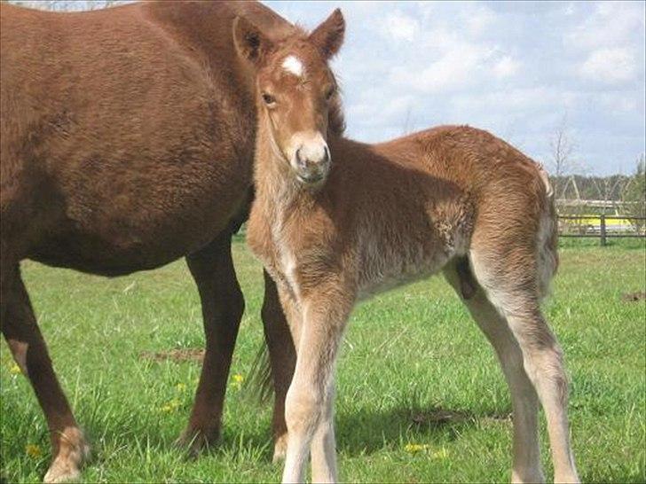 Islænder Raudstjarni ny-nørregård billede 13