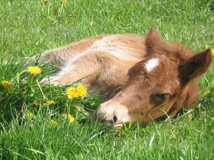 Islænder Raudstjarni ny-nørregård - RAUDDEN SOM FØL (-: billede 14
