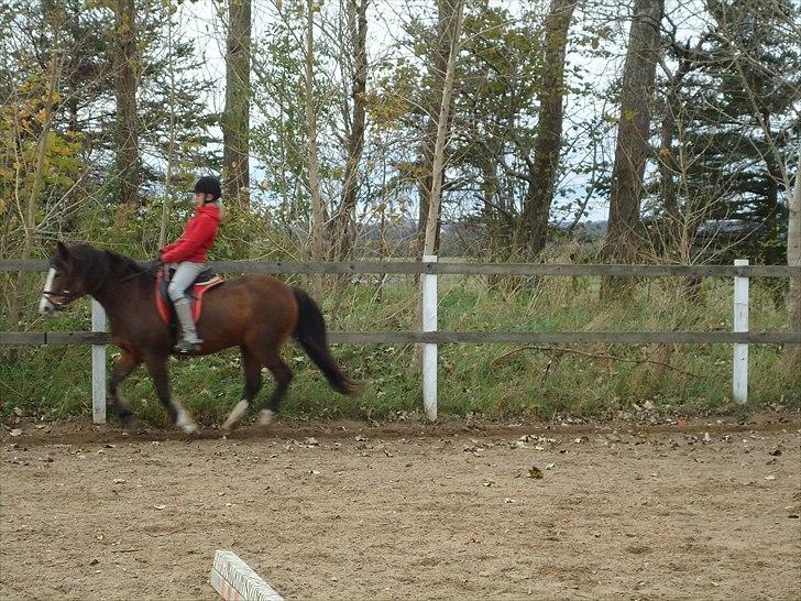 DSP Bibsen <3 - galop! <3 billede 17