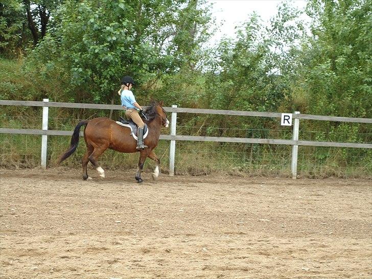 DSP Bibsen <3 - til sommersjov hvor hun var helt alene på banen :) hun ville ikke ligefrem den samme vej som mig... men det ser nu meget elegant ud :) selvom det ikke var med vilje <3<3 billede 18