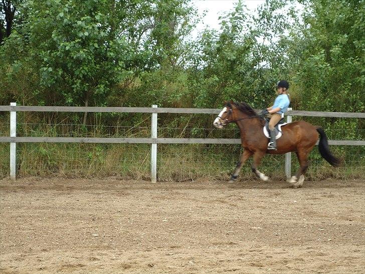 DSP Bibsen <3 - galop igen <3 billede 19