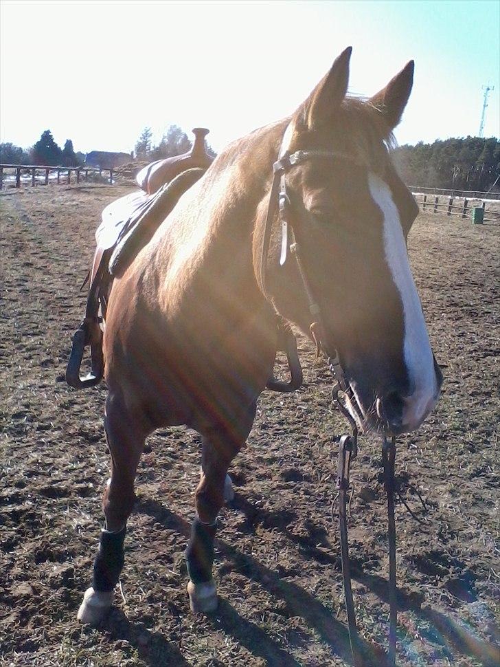 Appaloosa SSF Mr. Snip N Go billede 7