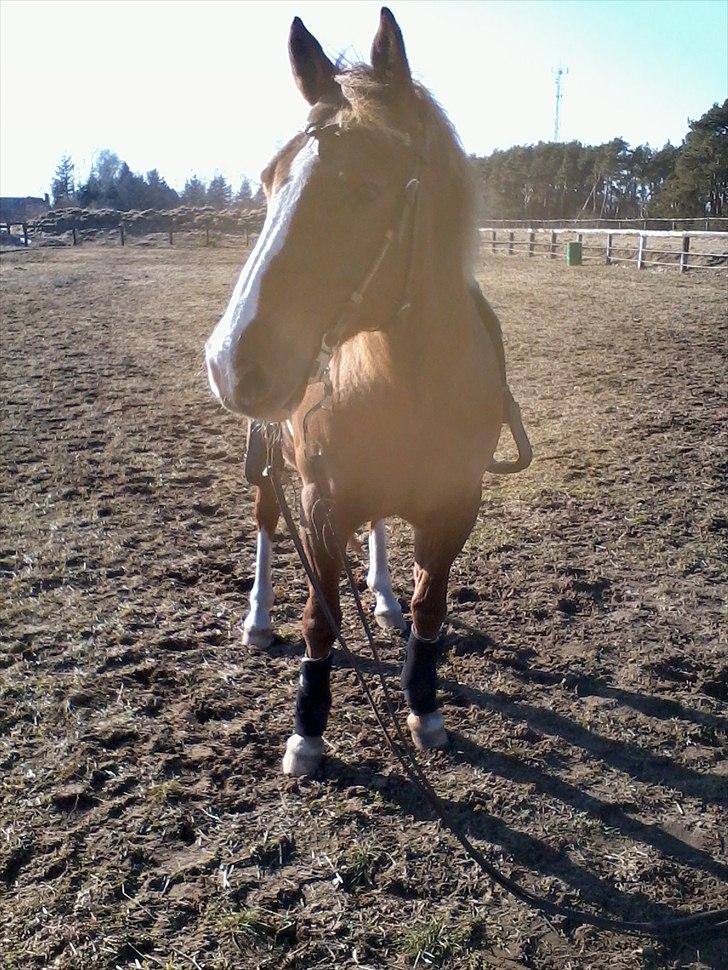 Appaloosa SSF Mr. Snip N Go billede 8