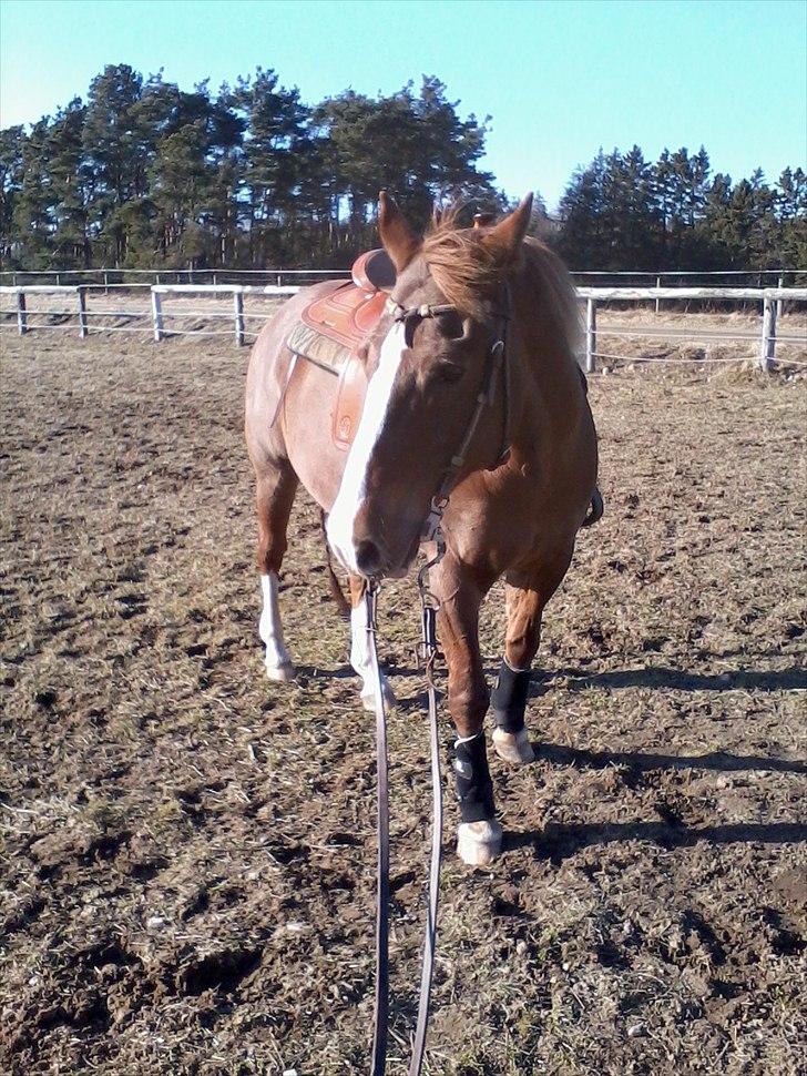 Appaloosa SSF Mr. Snip N Go billede 9