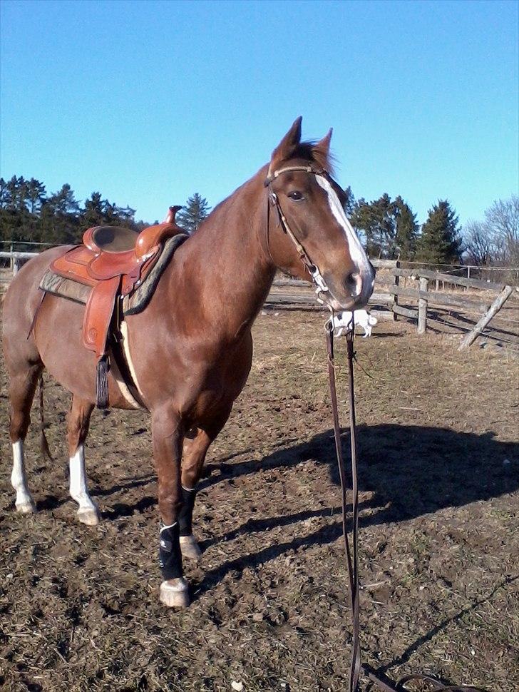 Appaloosa SSF Mr. Snip N Go billede 10