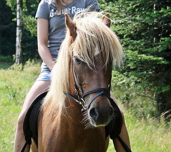 Islænder Gandur fra Skringstrup - anna og gandur på birkegården sommer 2010. en lille hyggelig skridttur i skoven. billede 18