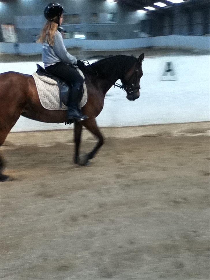 Tysk Sportspony Palma Nova billede 7