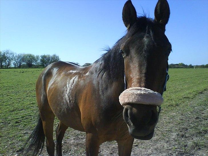 Tysk Sportspony Palma Nova billede 9