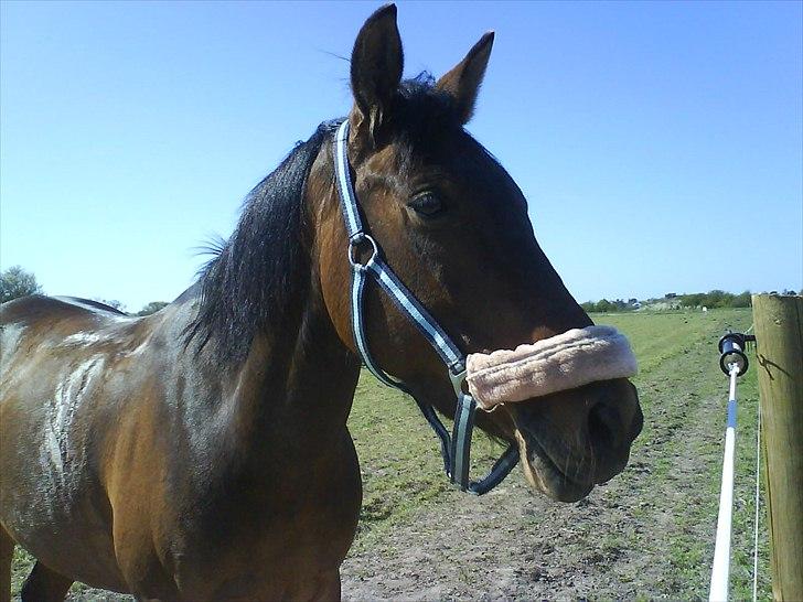 Tysk Sportspony Palma Nova billede 14