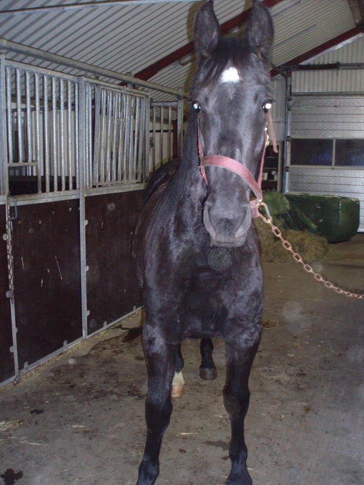 Barockpferd Felina Solgt - smukke :) billede 8