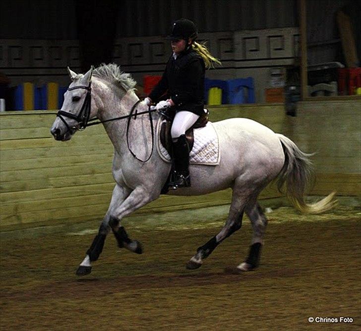 New Forest Firfod Fiol billede 11