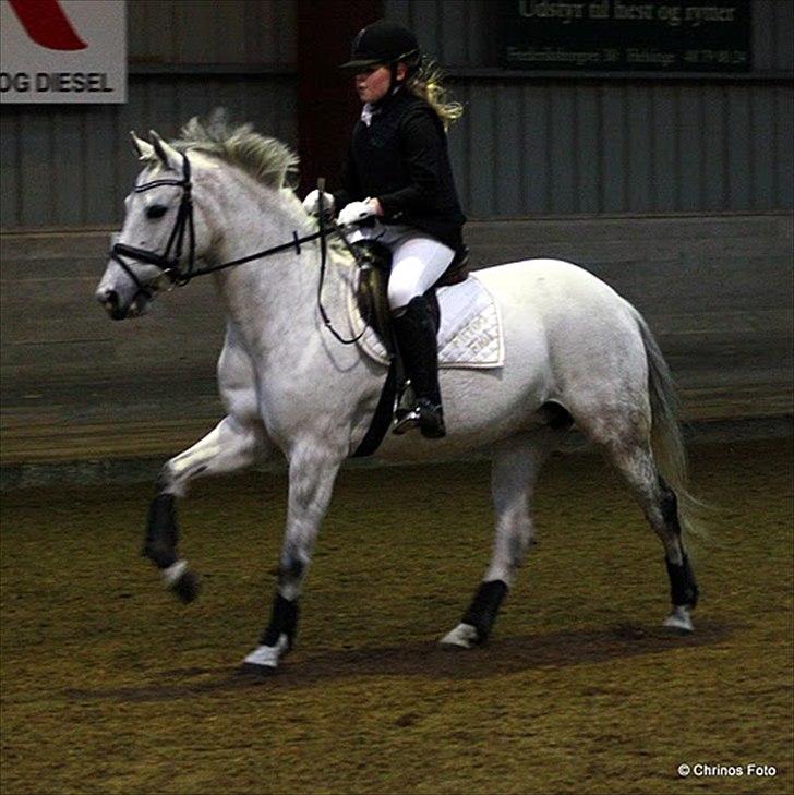 New Forest Firfod Fiol billede 12