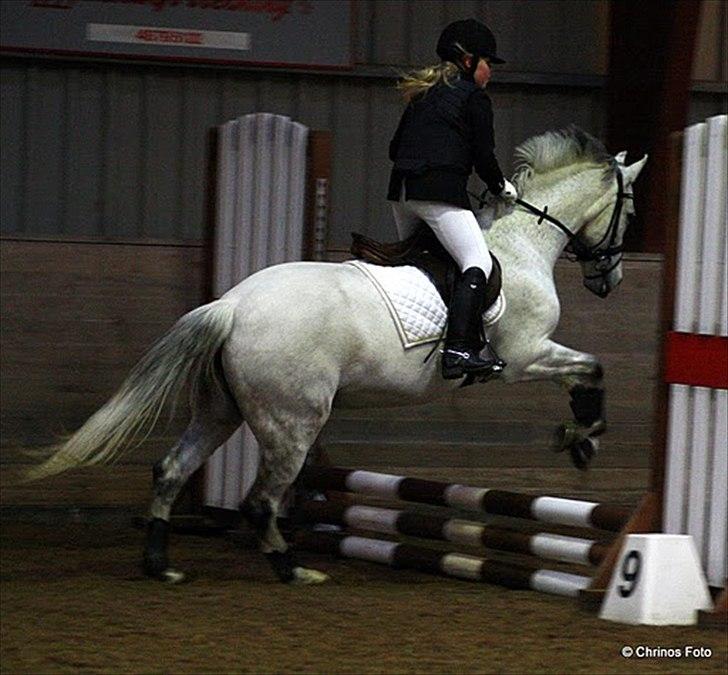 New Forest Firfod Fiol billede 13