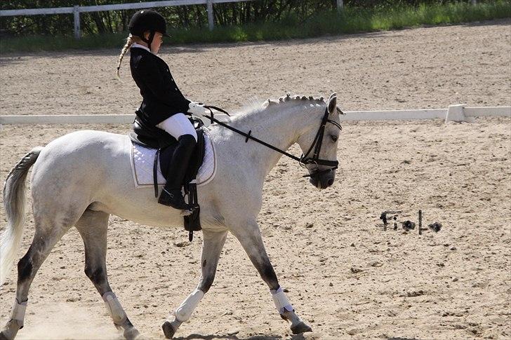 New Forest Firfod Fiol - Kvalifikision til ø-kup. billede 14