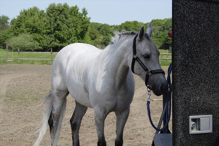 New Forest Firfod Fiol - Min søde pony Fiol billede 19