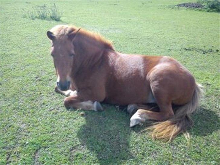 Islænder Siggin a Hvolbæk <3 - nurh <3 billede 10