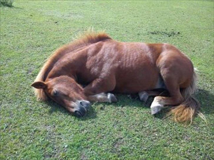 Islænder Siggin a Hvolbæk <3 - hun ligner en lille hund ;) billede 5