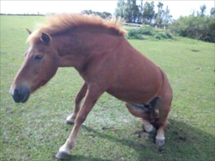 Islænder Siggin a Hvolbæk <3 - det er så godt fanget :) billede 11