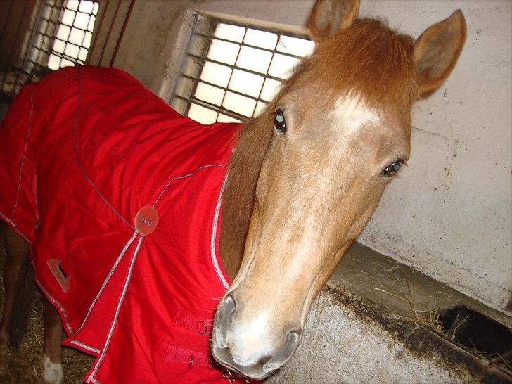 New Forest Jolly's Tanya *solgt* - Isabell, my soulmate :-* billede 5